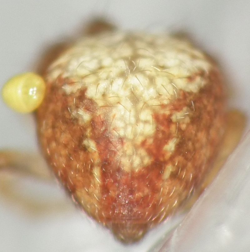 Araneidae ID